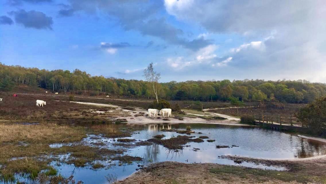 The Wayside Shepherd Hut Beaulieu Exteriér fotografie